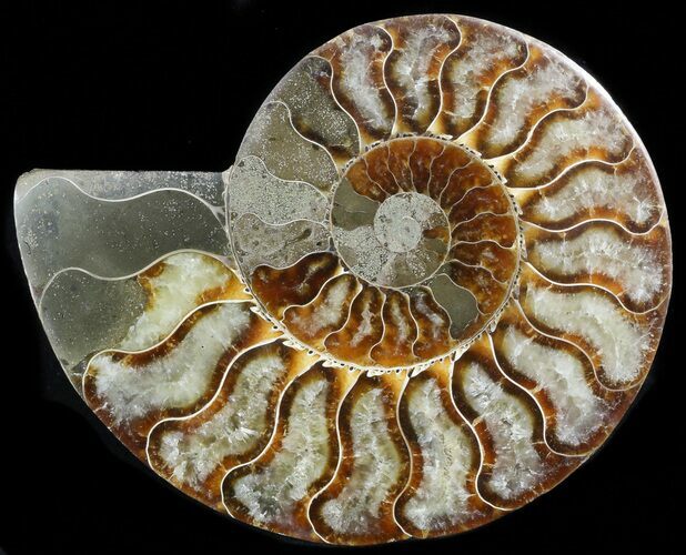 Cut Ammonite Fossil (Half) - Agatized #45515